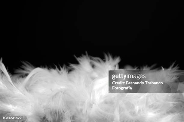 white feathers - boa bildbanksfoton och bilder