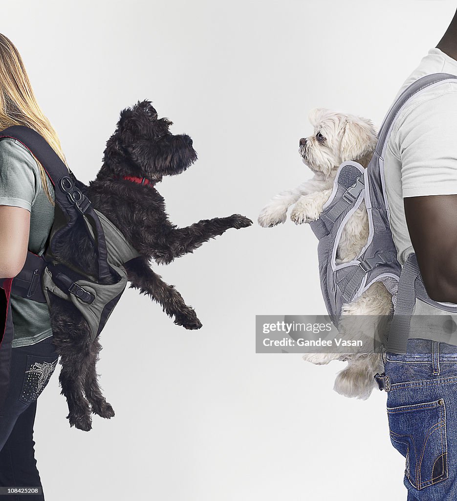 Black and White dogs connecting