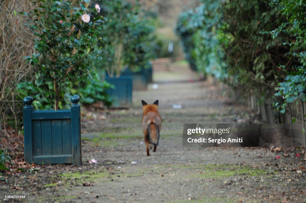 Fox in English garden