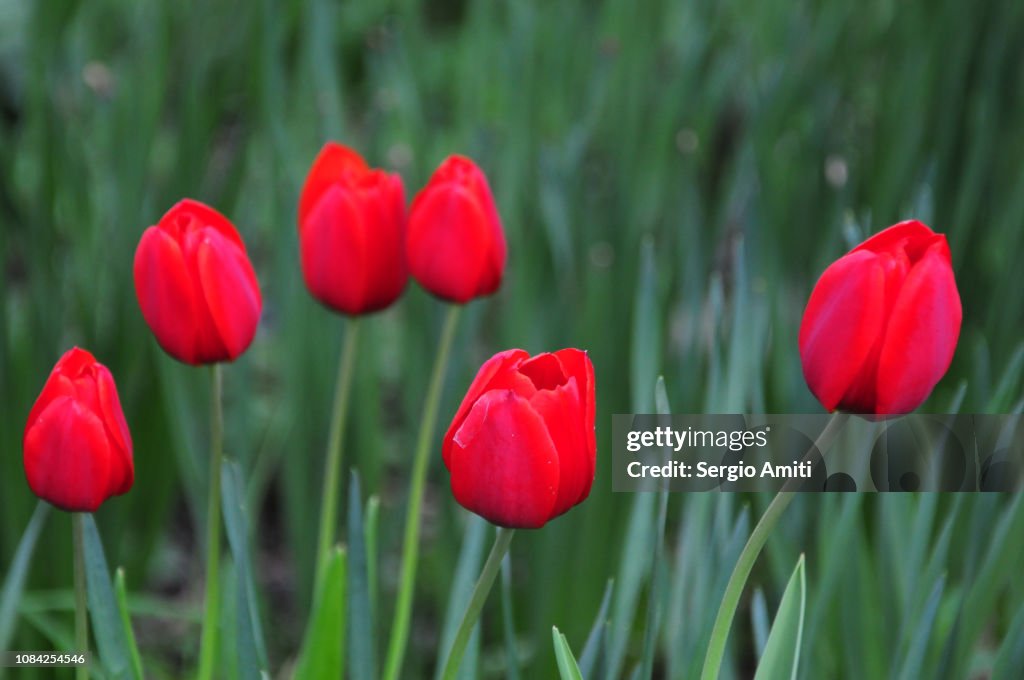 Red tulips