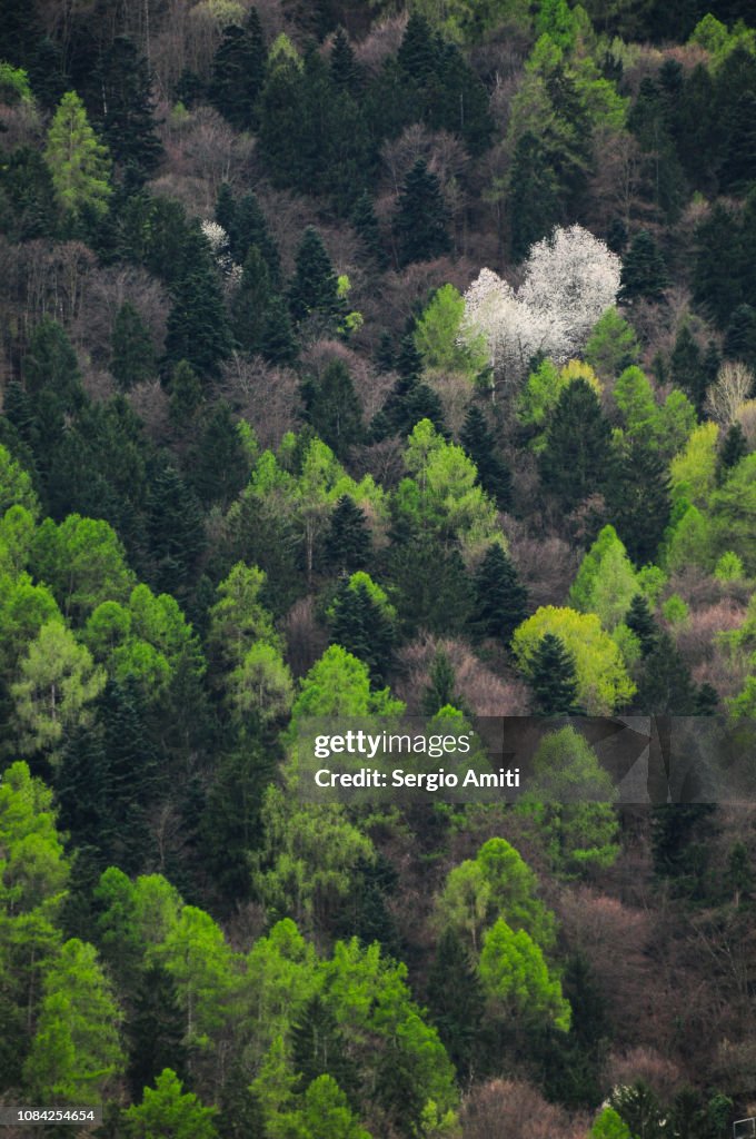 Alpine forest trees