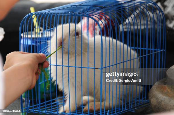 feeding a white rabbit in a cage - white rabbit ストックフォトと画像