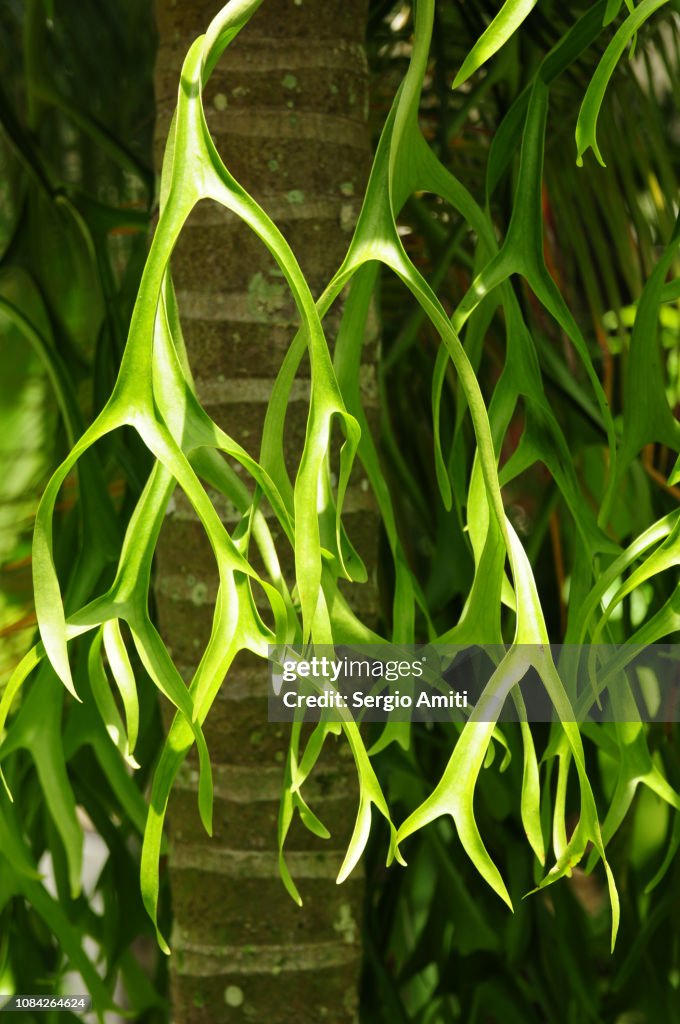 Fragrant fern