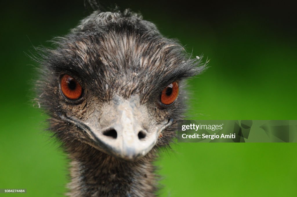 Emu