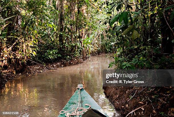 amazon rainforest, puerto maldanado, peru. - amazon river stockfoto's en -beelden