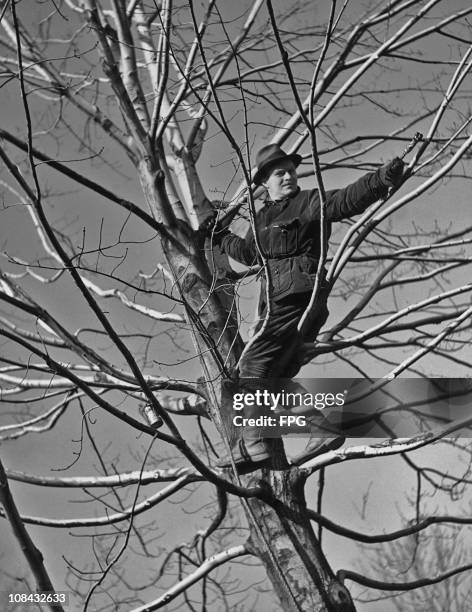 Man up a tree painting the branches to protect them circa 1940.