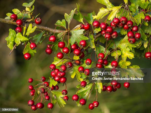 a branch full of red hawthorn berries in early autumn. hawthorn berries. crataegus monogyna - hawthorn,_victoria stock pictures, royalty-free photos & images