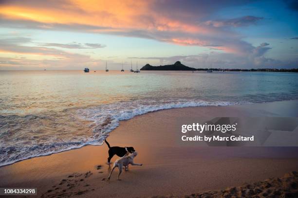 dogs playing on reduit beach, gros islet, saint lucia - gros islet stock pictures, royalty-free photos & images