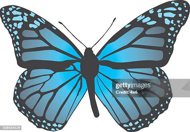 blue butterfly - vector - blue studio stock illustrations