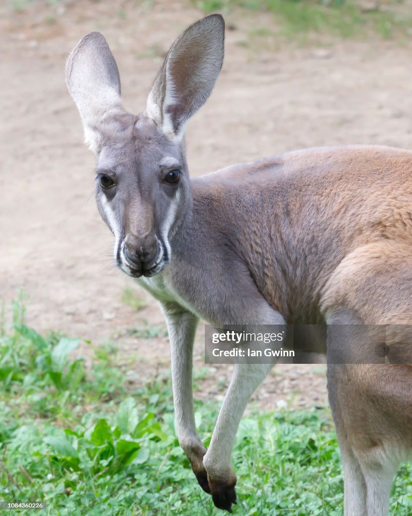 Gray Kangaroo