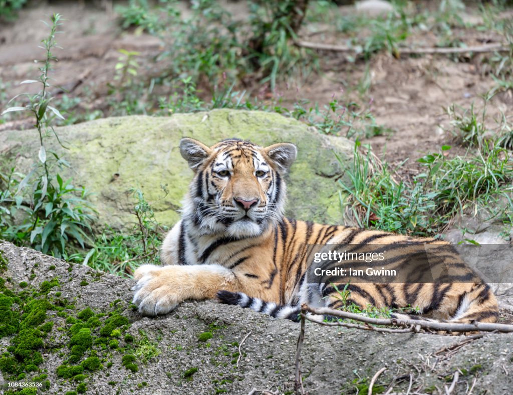 Siberian Tiger