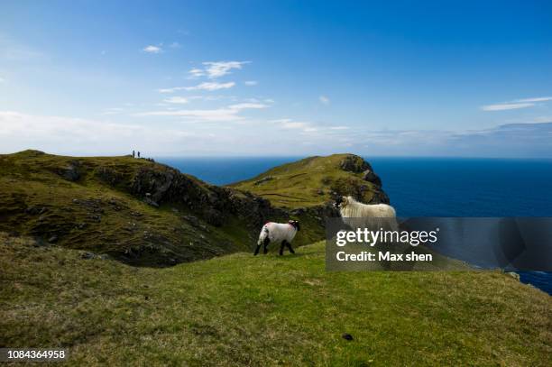 view of sheeps on the cliff - slieve league donegal stock-fotos und bilder