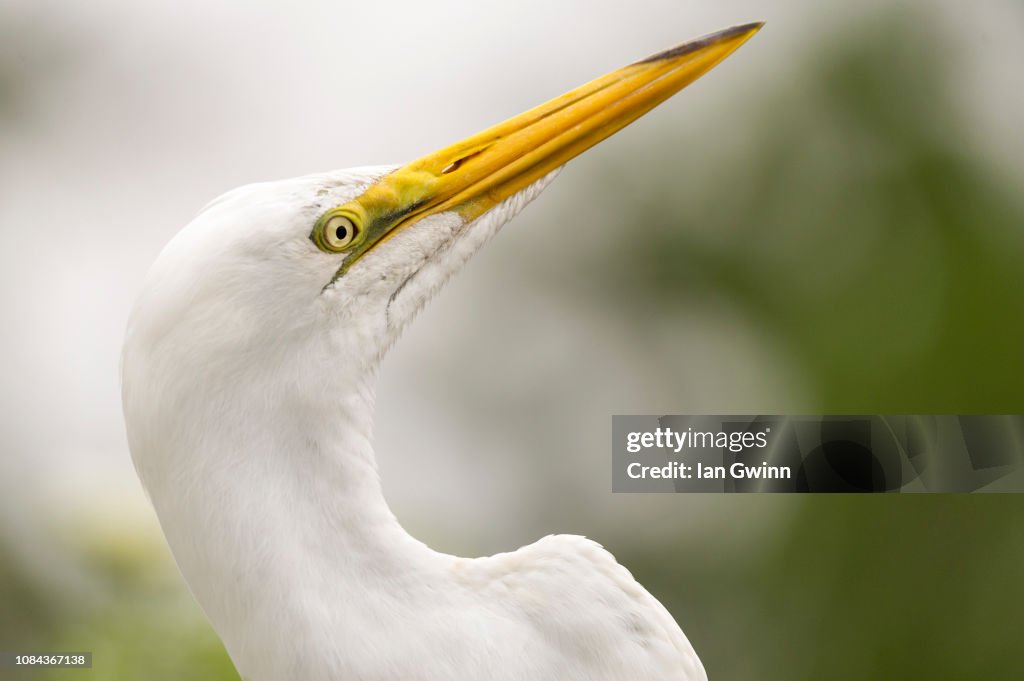 Egret_4