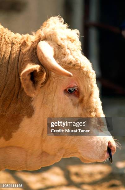 bull's head close-up - cow eye - fotografias e filmes do acervo