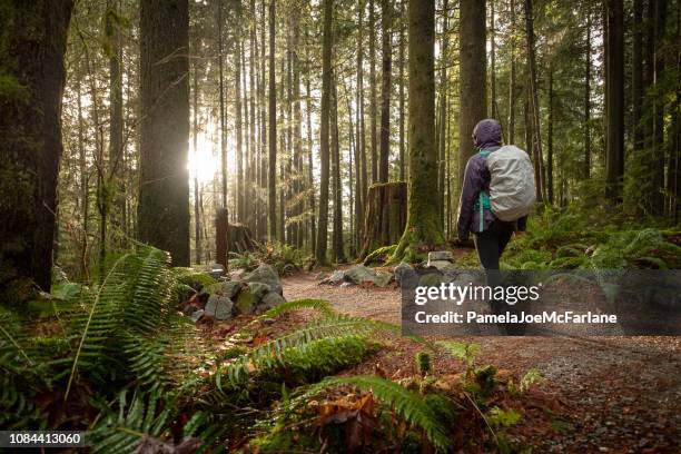 young woman hiking with backpack admiring sunlight in rainy forest - north vancouver stock pictures, royalty-free photos & images