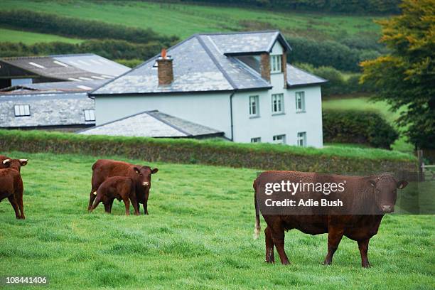 cows in field - devon stock pictures, royalty-free photos & images