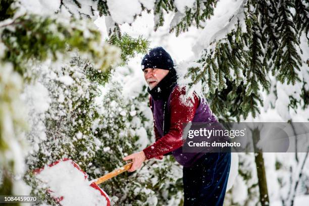 senior cleaning  snow from trees after massive snowfall - shoveling snow stock pictures, royalty-free photos & images