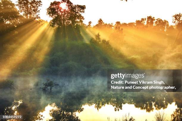 abstract shot sunrays shining through the trees during a foggy morning in panvel navi mumbai - mumbai bildbanksfoton och bilder