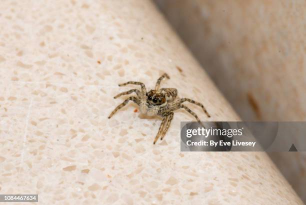tiny jumping spider - animal head on wall stock pictures, royalty-free photos & images
