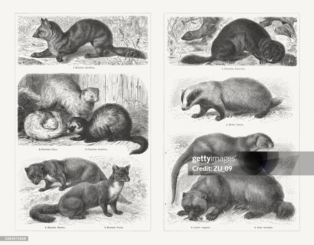 Marder (Mustelidae), Holzschnitte, veröffentlicht im Jahre 1897