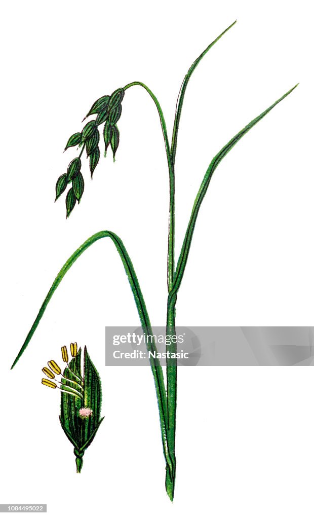 Oryza sativa, commonly known as Asian rice