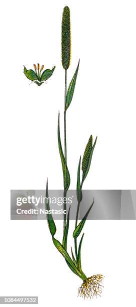 phleum pratense (timothy-grass ,timothy, meadow cat's-tail or common cat's tail ) - tall grass stock illustrations
