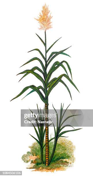 saccharum officinarum, zuckerrohr - vintage stock stock-grafiken, -clipart, -cartoons und -symbole