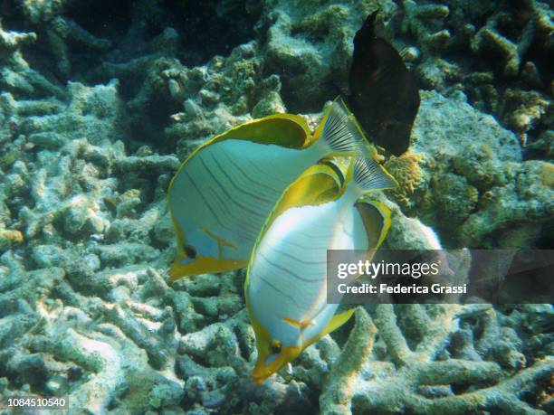 two chaetodon xanthocephalus (yellowhead butterflyfish) - xanthocephalus stock pictures, royalty-free photos & images