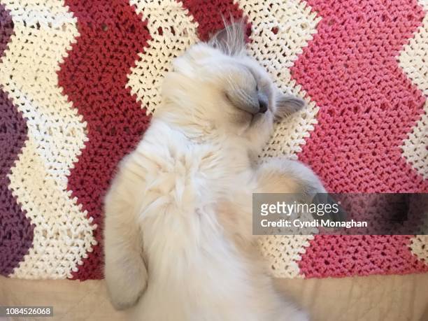 funny portrait of a ragdoll kitten flopped on his back asleep with paws raised - animal abdomen stock pictures, royalty-free photos & images