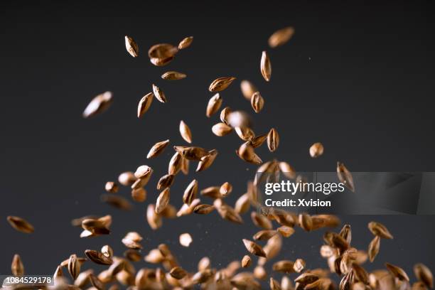 roasted wheat for wheat tea - flour stock pictures, royalty-free photos & images