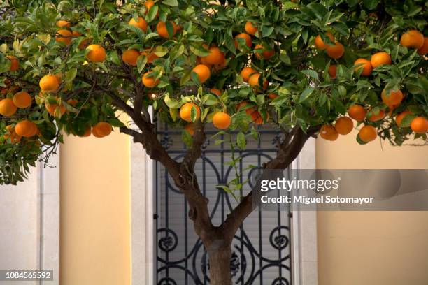 nature on the street - valencia spain stock pictures, royalty-free photos & images