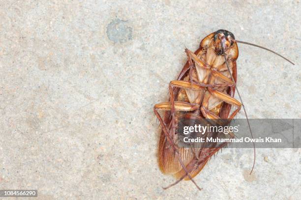 Dead Rouch Dead Roach Photos and Premium High Res Pictures - Getty Images