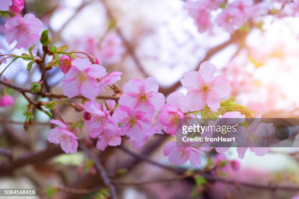spring season background. - sakura photos et images de collection
