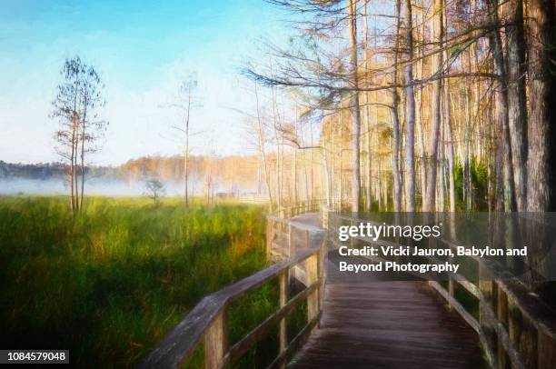 early morning along the boardwalk at corkscrew swamp sanctuary - nápoles florida fotografías e imágenes de stock