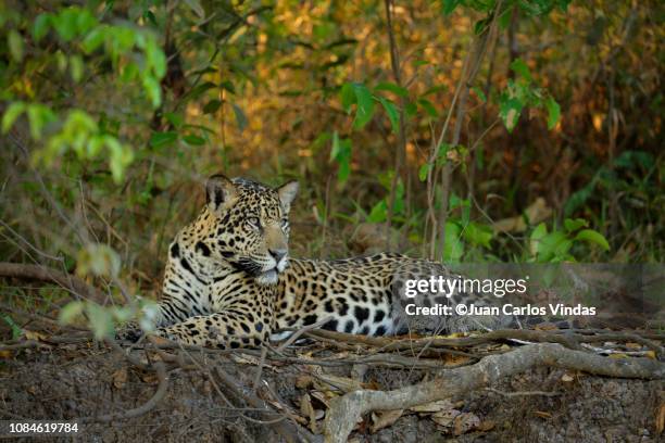 jaguar (pantera onca) - amazon rainforest stock pictures, royalty-free photos & images