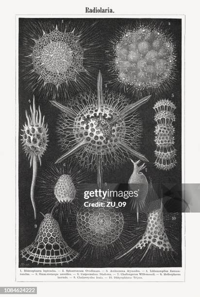 radiolarians, wood engraving, published in 1897 - radiolaria stock illustrations