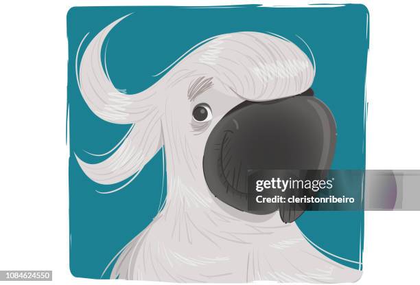 the cockatoo - sulphur crested cockatoo stock illustrations
