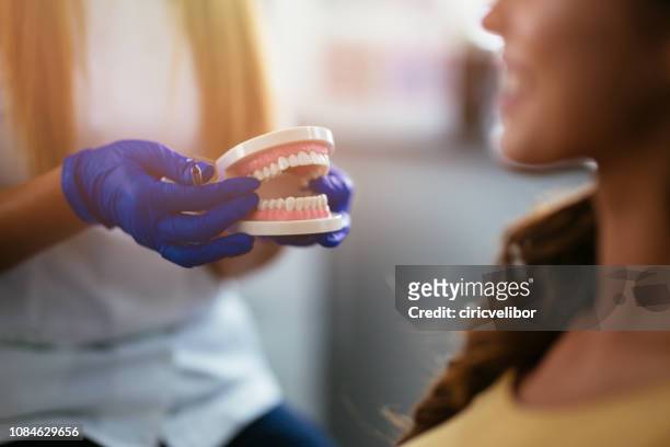 dentist holding teeth model - dentures stock pictures, royalty-free photos & images