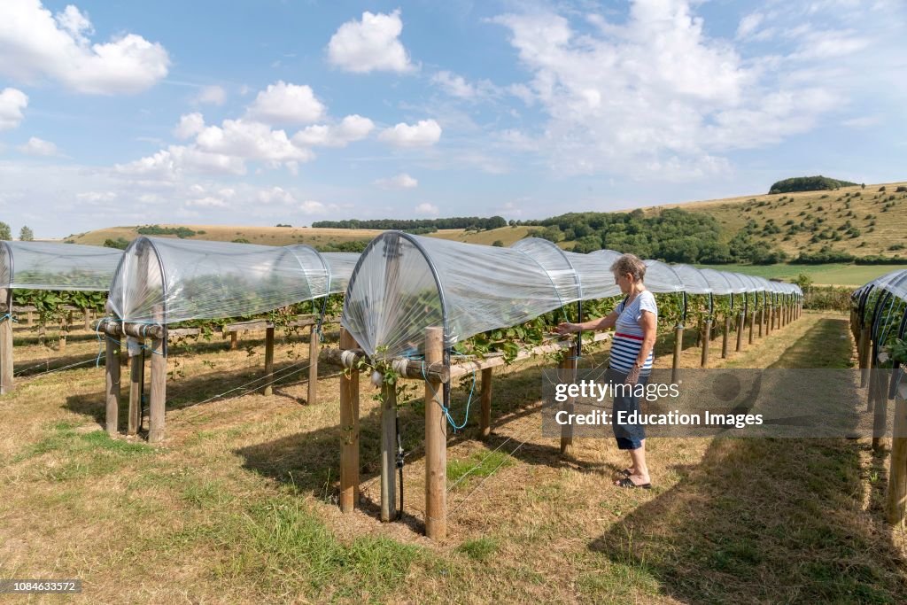 Pyto Farm PYO farm at Ansty Wiltshire UK with a backdrop of the Swallowcliffe ...