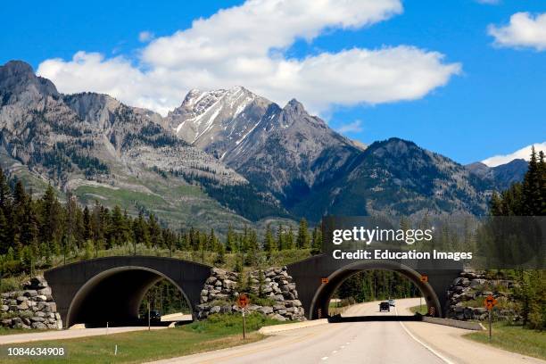 Wildlife passage bridge over highway.