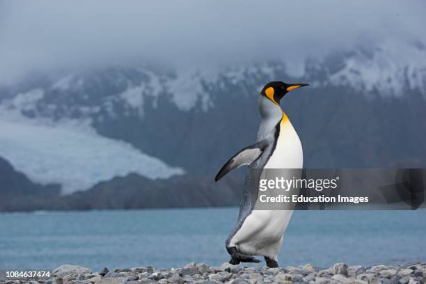 King Penguin, Aptenodytes patagonicus, Holmestrand, South Georgia.