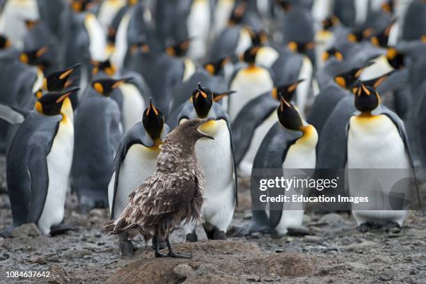 Brown Skua, Stercorarius antarcticus, calling in front of King Penguin colony at Holmestrand, South Georgia.