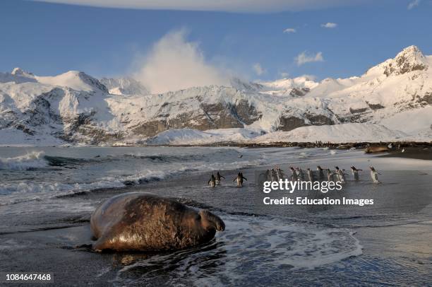 Gentoo Penguins, Pygoscelis papua, on beach with Elephant Seal, Gold Harbor,, South Georgia.