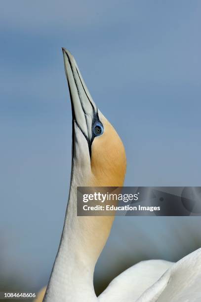 Australasian Gannet, Morus serrator, Cape Kidnappers North Island New Zealand.