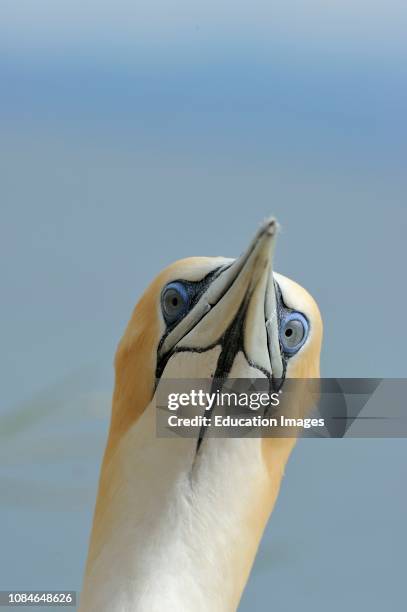 Australasian Gannet, Morus serrator, Cape Kidnappers North Island New Zealand.