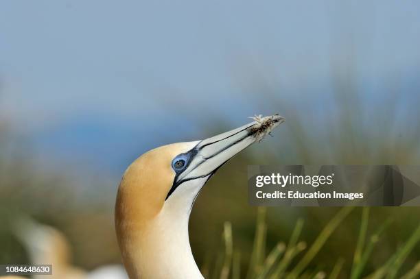 Australasian Gannet, Morus serrator, with nesting material in its beak, Cape Kidnappers North Island New Zealand.