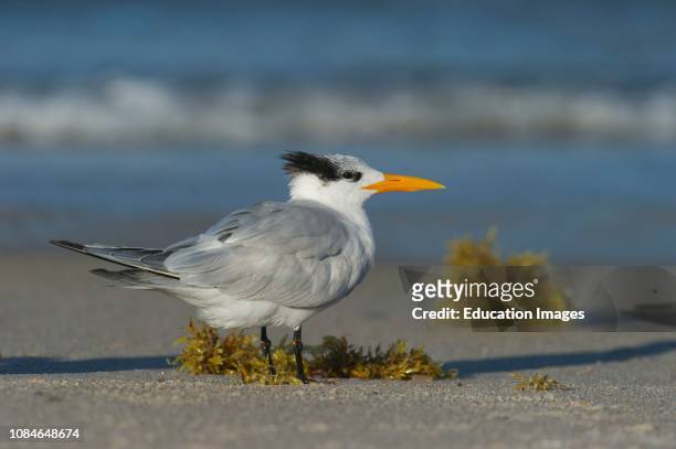 Royal Tern, Thalasseus maximus, Florida USA.
