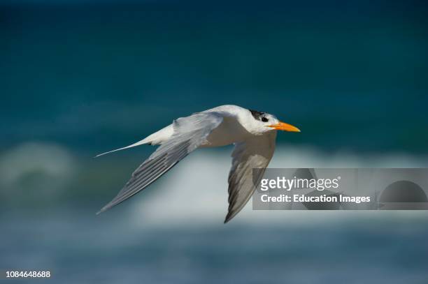 Royal Tern, Thalasseus maximus, Florida USA.
