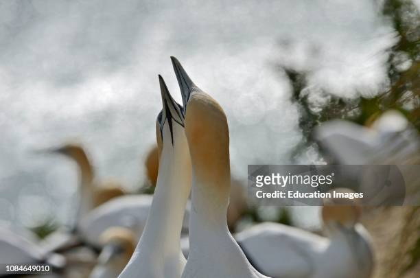 Australasian Gannet, Morus serrator, pair in courtship ritual at breeding colony Cape Kidnappers New Zealand.