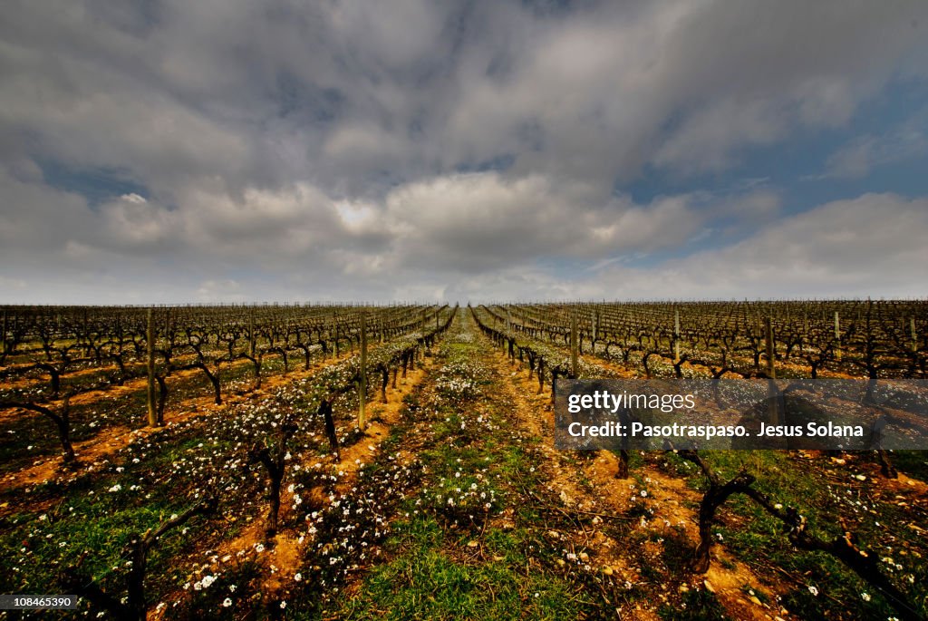 Not defined Rioja / Rioja it infinitely